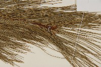 臺灣華山松藏品圖，第5張