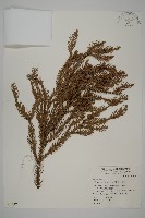 柳杉藏品圖，第1張