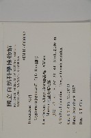 柳杉藏品圖，第2張