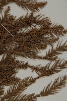 柳杉藏品圖，第3張