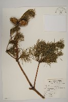 臺灣五葉松藏品圖，第1張