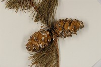 臺灣五葉松藏品圖，第3張