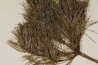 臺灣五葉松藏品圖，第4張