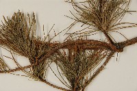 臺灣五葉松藏品圖，第5張