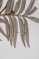 臺灣穗花杉藏品圖，第3張