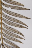 臺灣穗花杉藏品圖，第4張