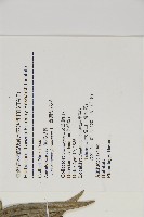 臺灣穗花杉藏品圖，第2張
