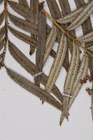 臺灣穗花杉藏品圖，第5張