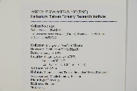 小葉羅漢松藏品圖，第2張