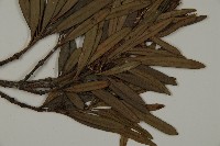 小葉羅漢松藏品圖，第3張