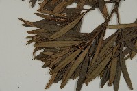 小葉羅漢松藏品圖，第4張