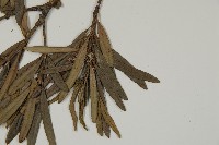 小葉羅漢松藏品圖，第5張