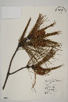 臺灣二葉松藏品圖，第1張