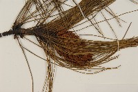 臺灣二葉松藏品圖，第3張