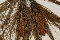 臺灣二葉松藏品圖，第4張