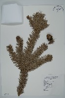 巒大杉、香杉藏品圖，第1張