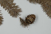 巒大杉、香杉藏品圖，第3張