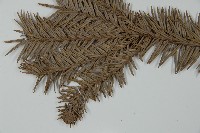 巒大杉、香杉藏品圖，第4張