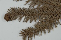 巒大杉、香杉藏品圖，第5張