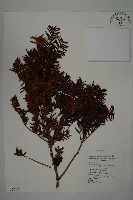 臺灣紅豆杉、紫杉、南方紅豆杉藏品圖，第1張