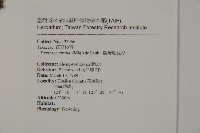 臺灣紅豆杉、紫杉、南方紅豆杉藏品圖，第2張