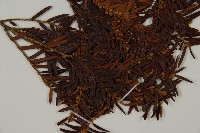 臺灣紅豆杉、紫杉、南方紅豆杉藏品圖，第3張