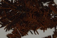 臺灣紅豆杉、紫杉、南方紅豆杉藏品圖，第4張