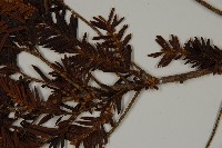 臺灣紅豆杉、紫杉、南方紅豆杉藏品圖，第5張