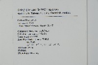 巒大杉、香杉藏品圖，第2張