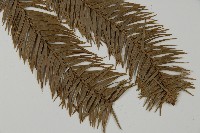 巒大杉、香杉藏品圖，第3張