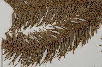 巒大杉、香杉藏品圖，第4張