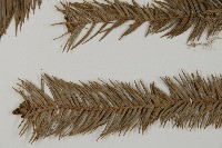 巒大杉、香杉藏品圖，第5張