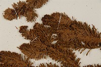 臺灣冷杉藏品圖，第4張