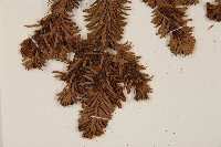 臺灣冷杉藏品圖，第5張