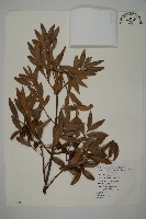 竹柏藏品圖，第1張