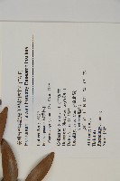 竹柏藏品圖，第2張