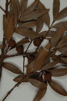 竹柏藏品圖，第3張