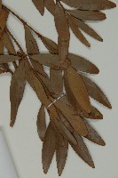 竹柏藏品圖，第4張