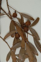 竹柏藏品圖，第5張