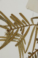 三尖杉藏品圖，第3張