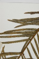 三尖杉藏品圖，第4張