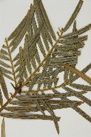 三尖杉藏品圖，第5張