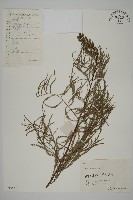 池杉藏品圖，第1張