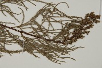 池杉藏品圖，第3張