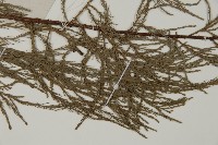 池杉藏品圖，第4張