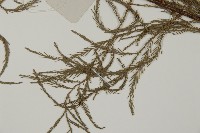 池杉藏品圖，第5張