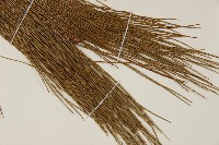 馬尾松藏品圖，第4張