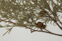 柏木、柏樹藏品圖，第3張