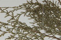 柏木、柏樹藏品圖，第4張