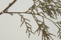 柏木、柏樹藏品圖，第5張